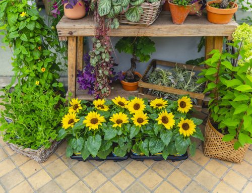 Enjoy Sunsation® potted sunflowers stress free
