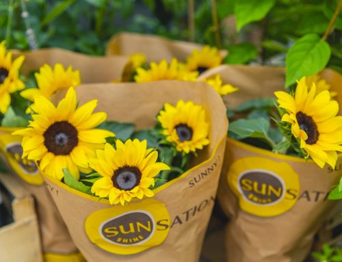 SUNNY NEWS! Sunsation® potted sunflower season begins!